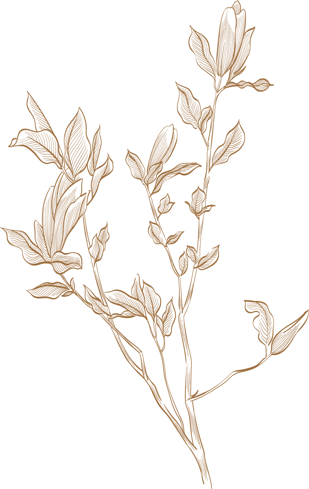 Hand Drawn Branch of Brown Flower Element.